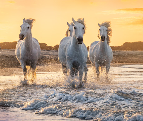 chevaux camarguais